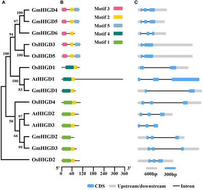 Genome-wide analysis of soybean hypoxia inducible gene domain containing genes: a functional investigation of GmHIGD3